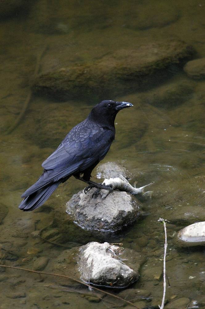 American Crow feeding by Kurayba is licensed under CC BY-SA 2.0